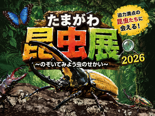 玉川高島屋S.C.】夏のイベント＆全館セール情報 ヘラクレスオオカブト