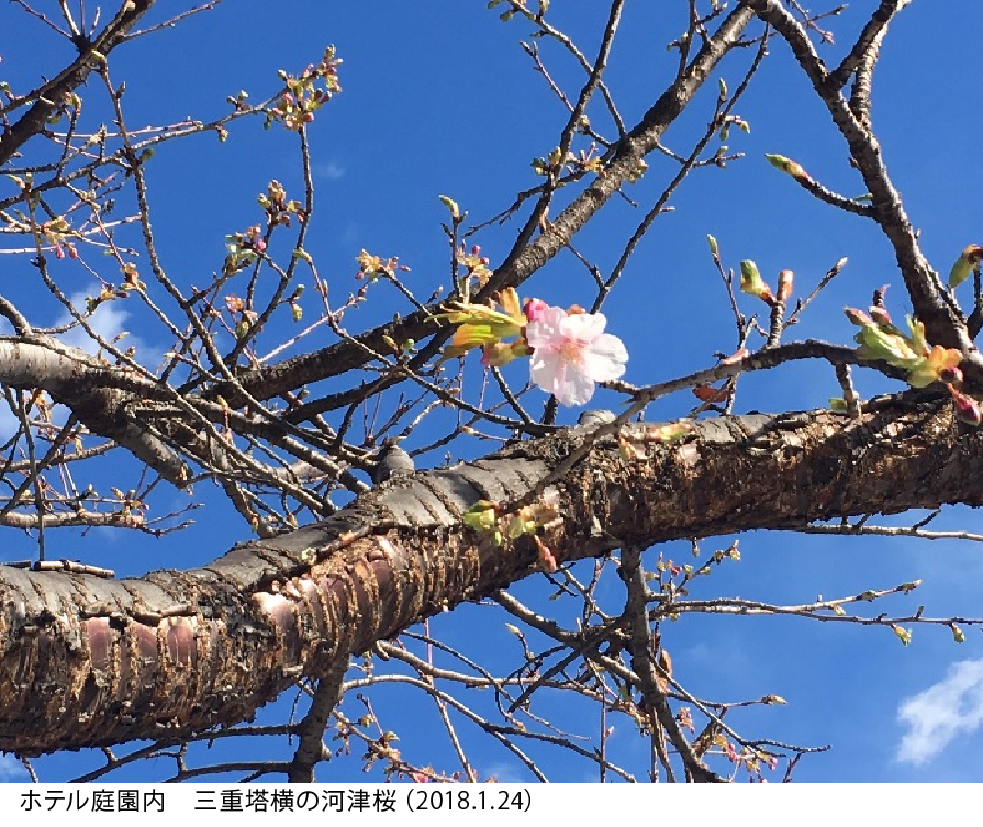 プレスリリース：［ホテル椿山荘東京］雪をかきわけ、河津桜が開花しま