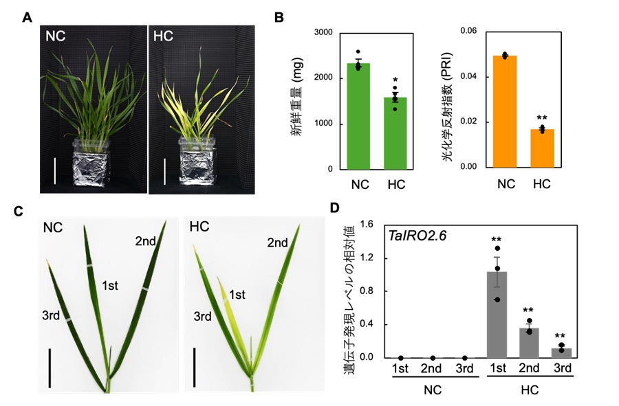 【状態良好】静電三法　植物波農法・物質変性法・人体波健康法 細胞老化の制御による健康寿命の延伸 (Extending healthy life