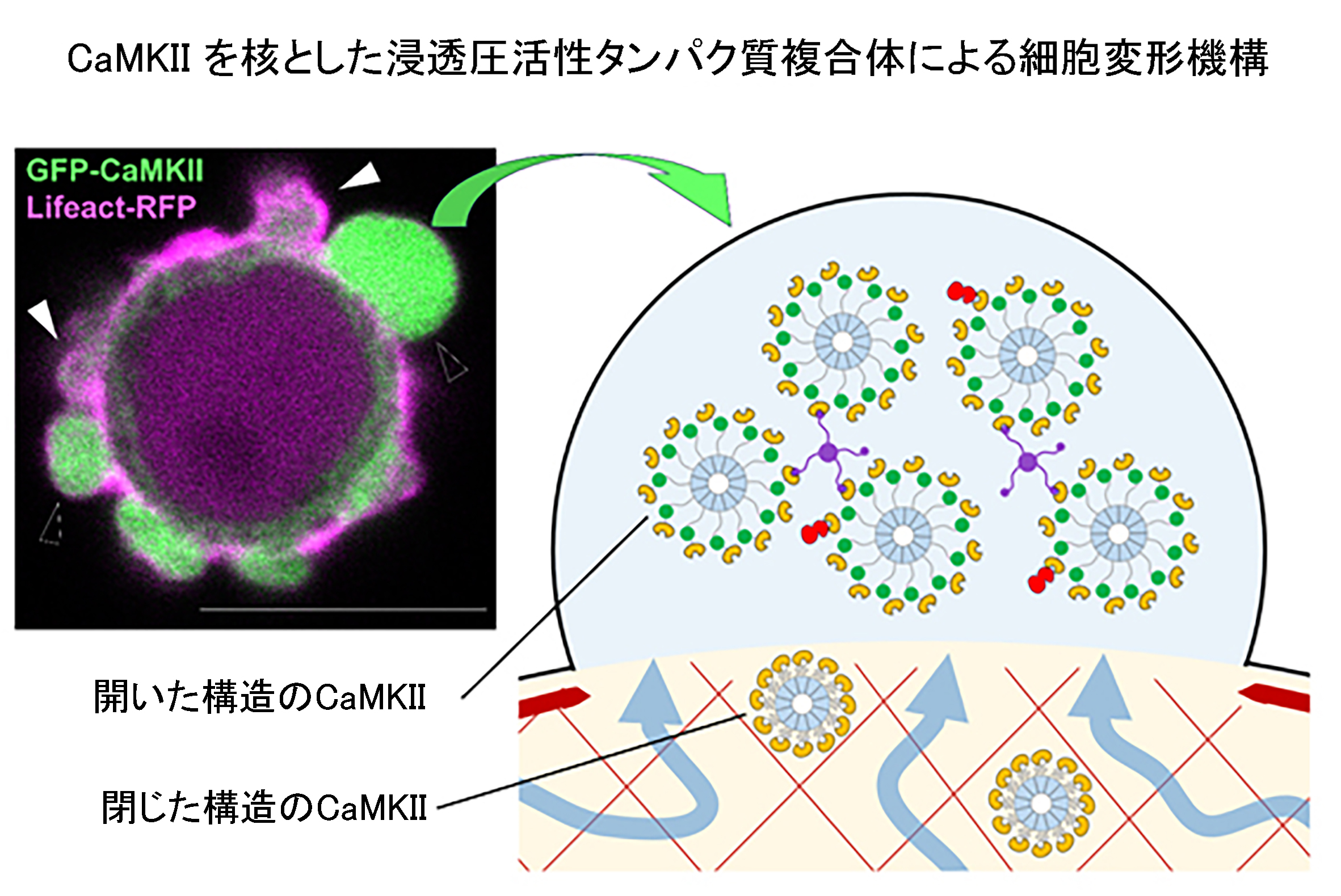 横浜市立大学】がん細胞の遊走に関わるブレブの形成機構の解明