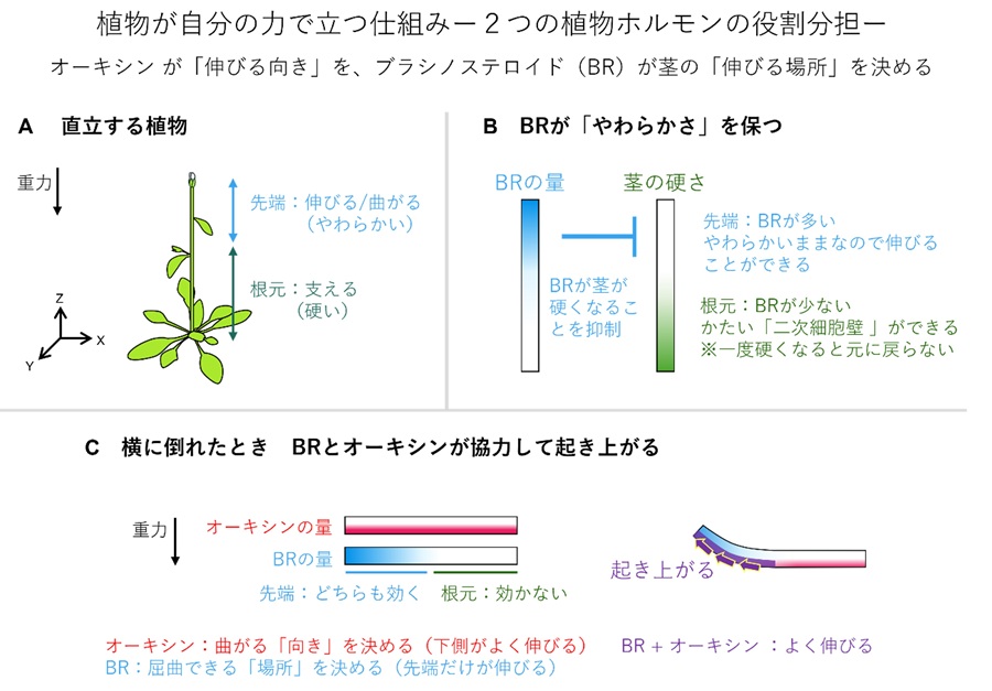 横浜市立大学】植物が自分の力で立つ仕組みを解明 | Digital PR