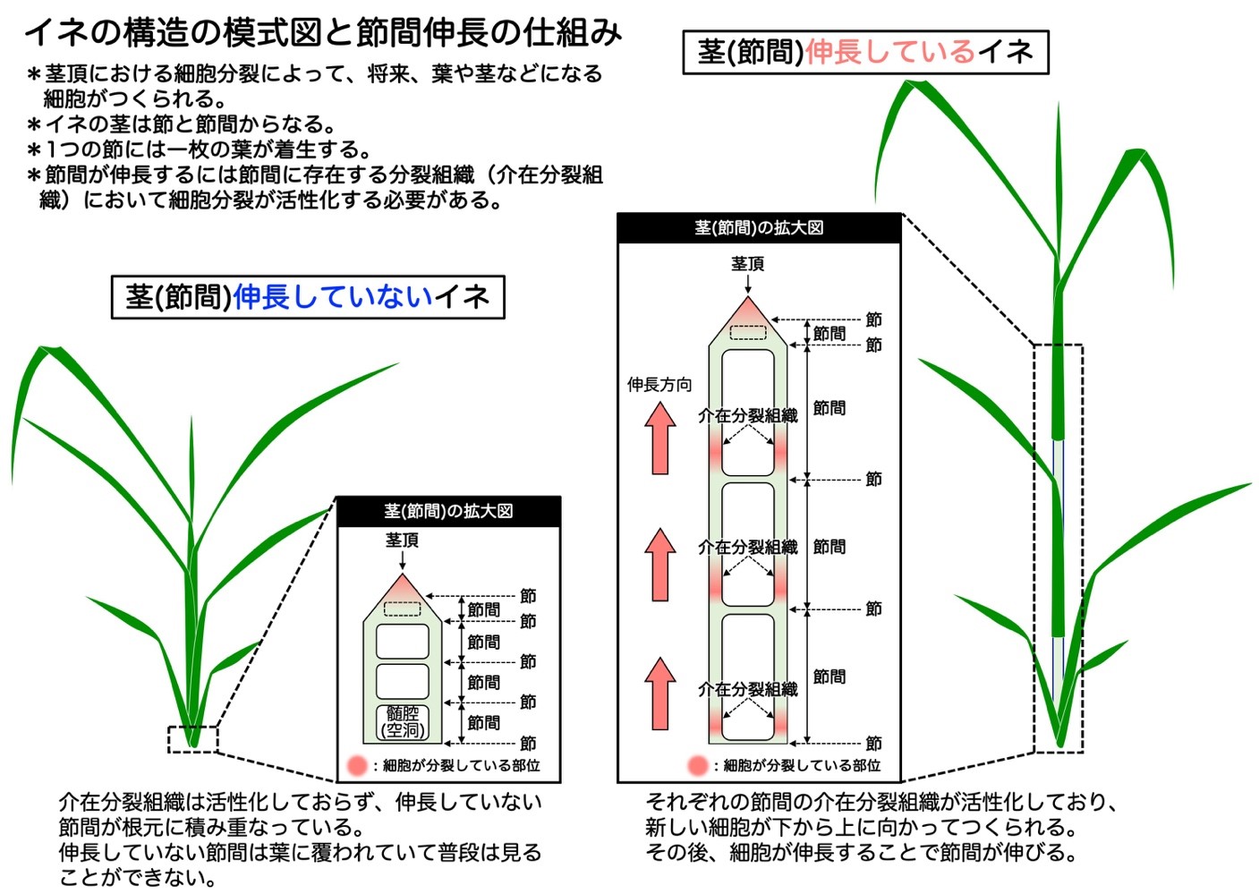 プレスリリース 茎が伸長を開始する仕組みの発見 アクセル因子とブレーキ因子の巧妙なバランスによる茎伸長制御 Digital Pr Platform 毎日新聞