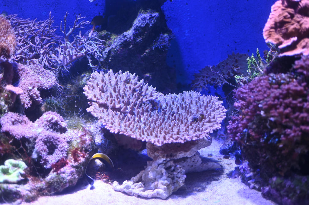 サンゴ礁 立教大学】神奈川県・佐島漁港で南方系テーブル状サンゴが水揚げ－日本