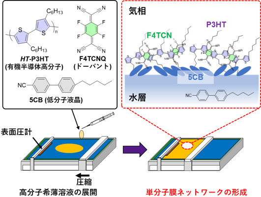 有機半導体高分子を用いたニューロモルフィックマテリアル：分子一層のネットワークで脳の機能を模倣