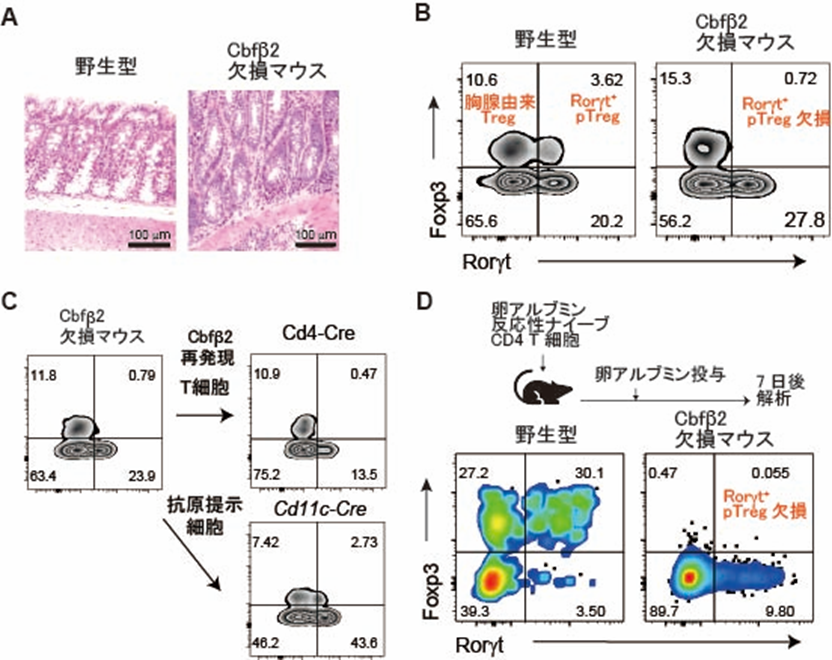 制御性T細胞を産み出す細胞の操作法を発見－外来性抗原への過剰な免疫