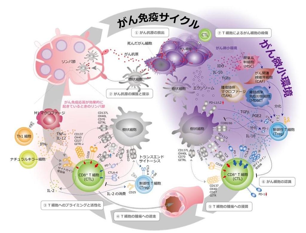 東京医科大学免疫学分野の横須賀忠主任教授ら研究チーム「免疫チェックポイント分子LAG-3による新たな免疫抑制メカニズムを発見」～ チェックポイント阻害剤抗LAG-3抗体によるがん免疫療法の理解に期待 ～