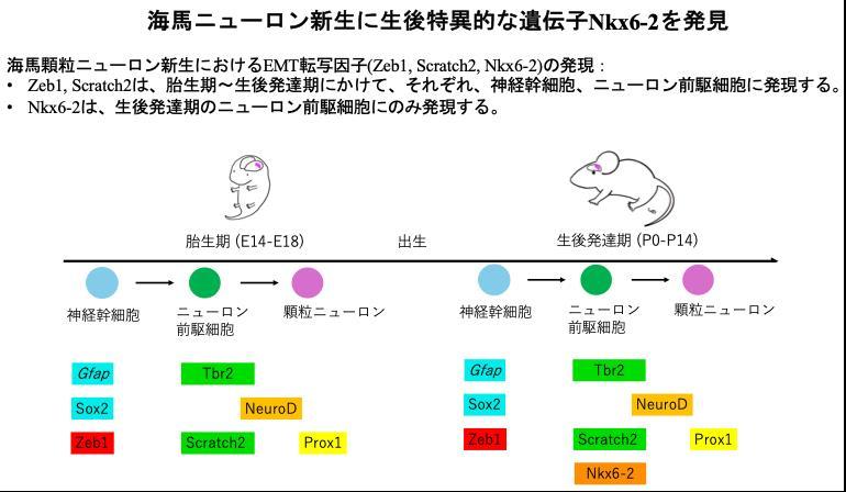 【東京医科大学】生後の脳発達に新知見：海馬ニューロン新生に生後特異的な遺伝子を発見～ 医学科生（リサーチ・コース選択）、社会人大学院生も研究に参加 ～