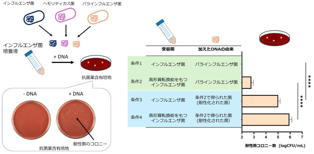 名城大学】薬剤耐性拡大の新たな要因を解明 ― 高度な形質転換能を持つ