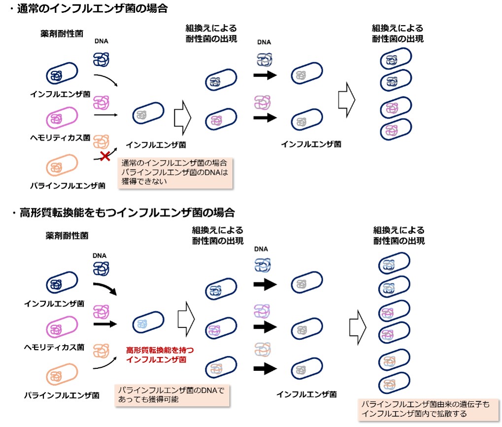 名城大学】薬剤耐性拡大の新たな要因を解明 ― 高度な形質転換能を持つ
