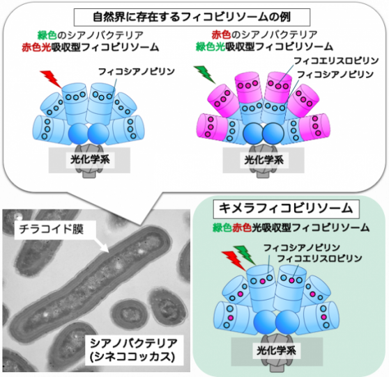 東京農業大学（共同研究）】ビリン合成制御によるシアノバクテリアのフィコビリソームの機能改変 | プレスリリース | 沖縄タイムス＋プラス