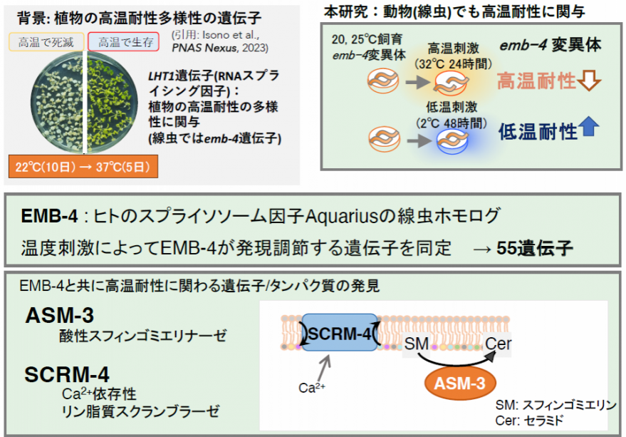 【東京農業大学（共同研究）】動物と植物に共通した高温耐性と低温耐性の仕組みを発見