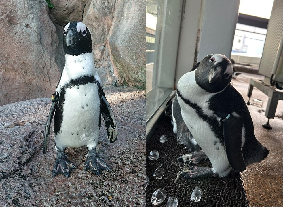 京都水族館】ペンギンたちの関係性を最新版にアップデート! 「京都