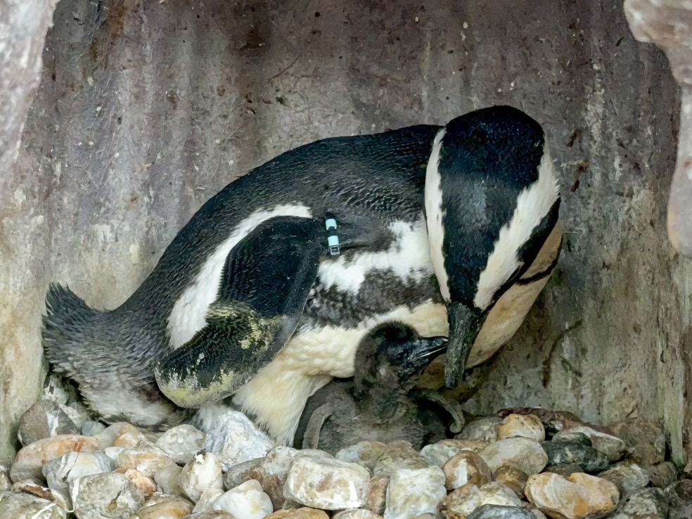 プレスリリース：［京都水族館］この時期だけ!ふわふわの綿羽に包まれ