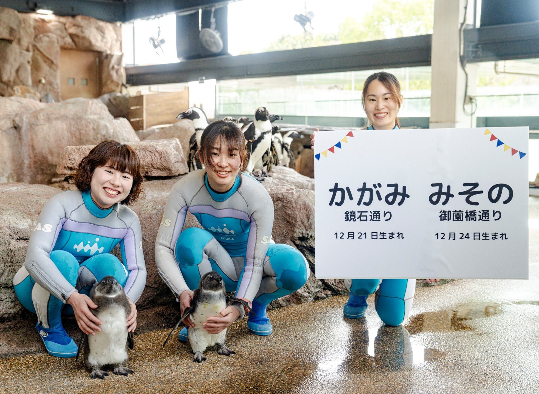 京都水族館】ケープペンギンのヒナ2羽「かがみ」と「みその」に決定