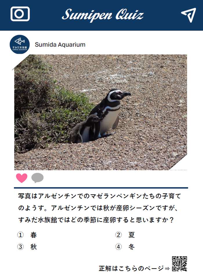 すみだ水族館】4月25日は世界ペンギンの日!「The Penguin Passion