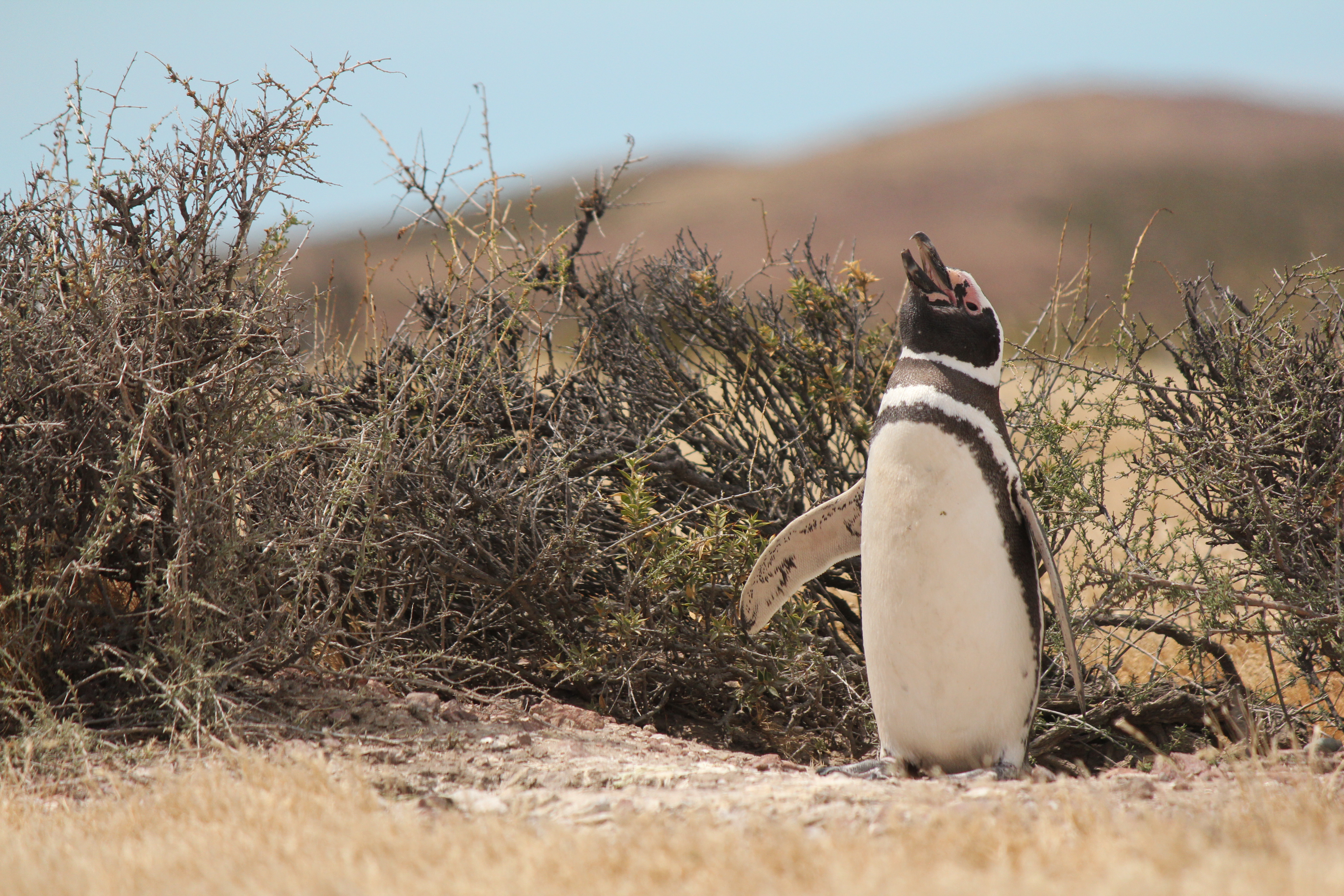 すみだ水族館】4月25日は世界ペンギンの日!「The Penguin Passion