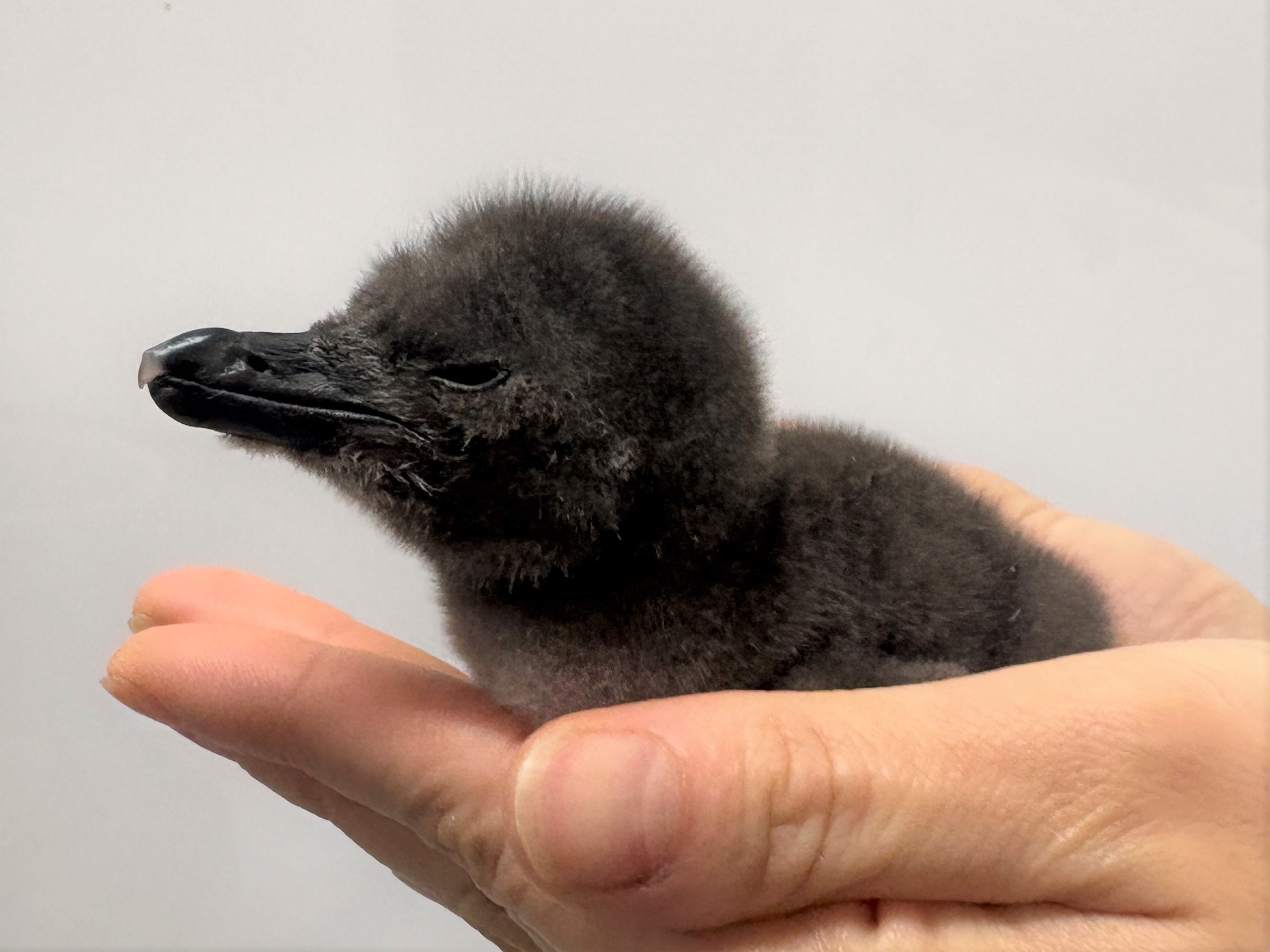 すみだ水族館】この春、新しいいのちが仲間入り マゼランペンギンの
