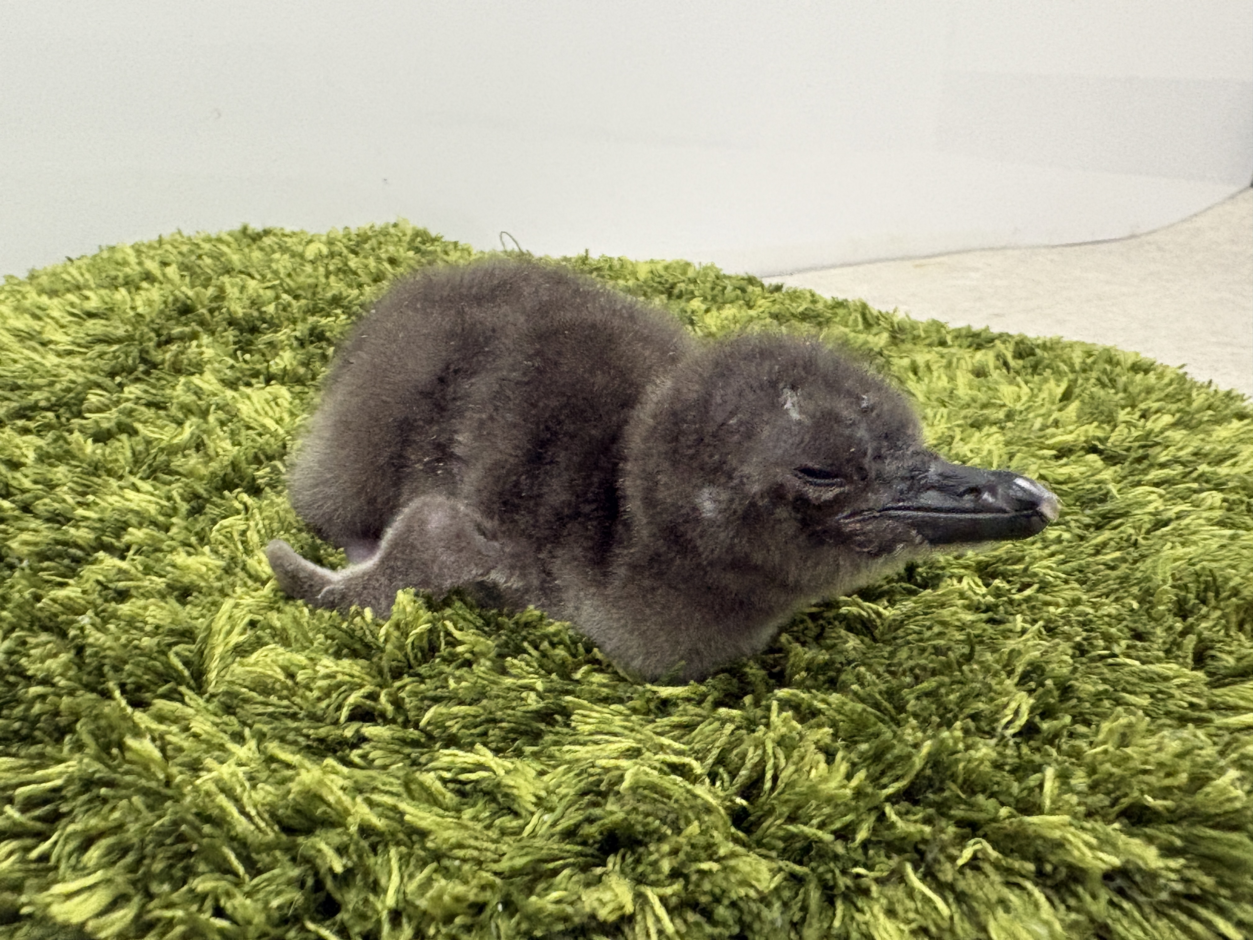 すみだ水族館】この春、新しいいのちが仲間入り マゼランペンギンの