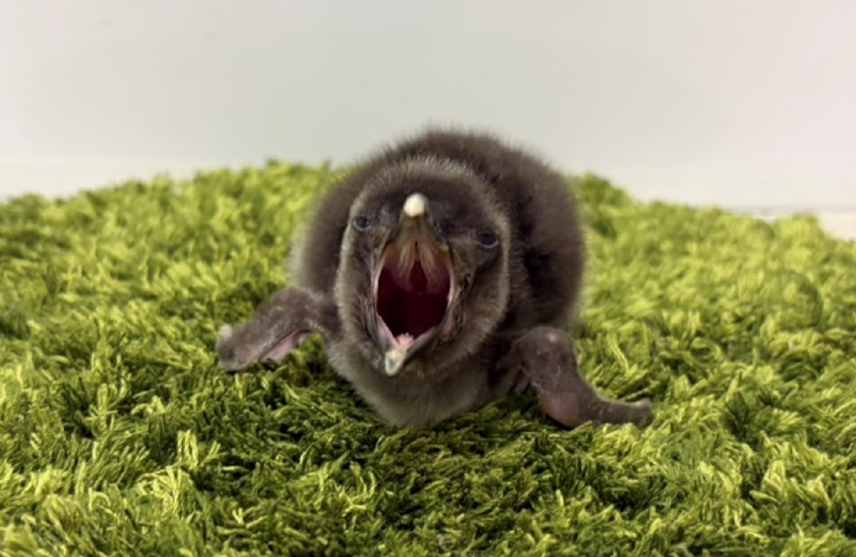 すみだ水族館】新たに2羽のきょうだいが仲間入り マゼランペンギンの