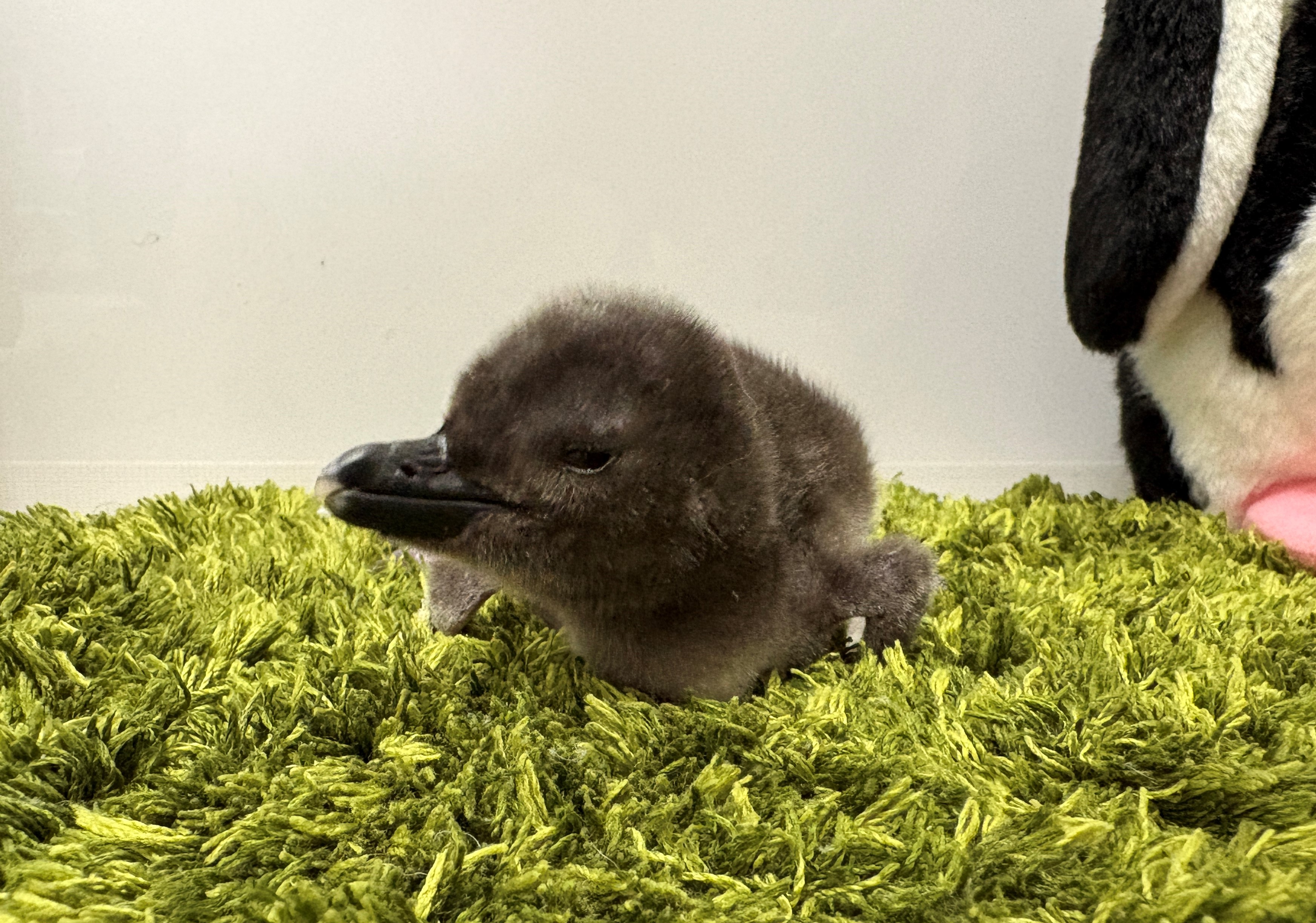 すみだ水族館】新たに2羽のきょうだいが仲間入り マゼランペンギンの