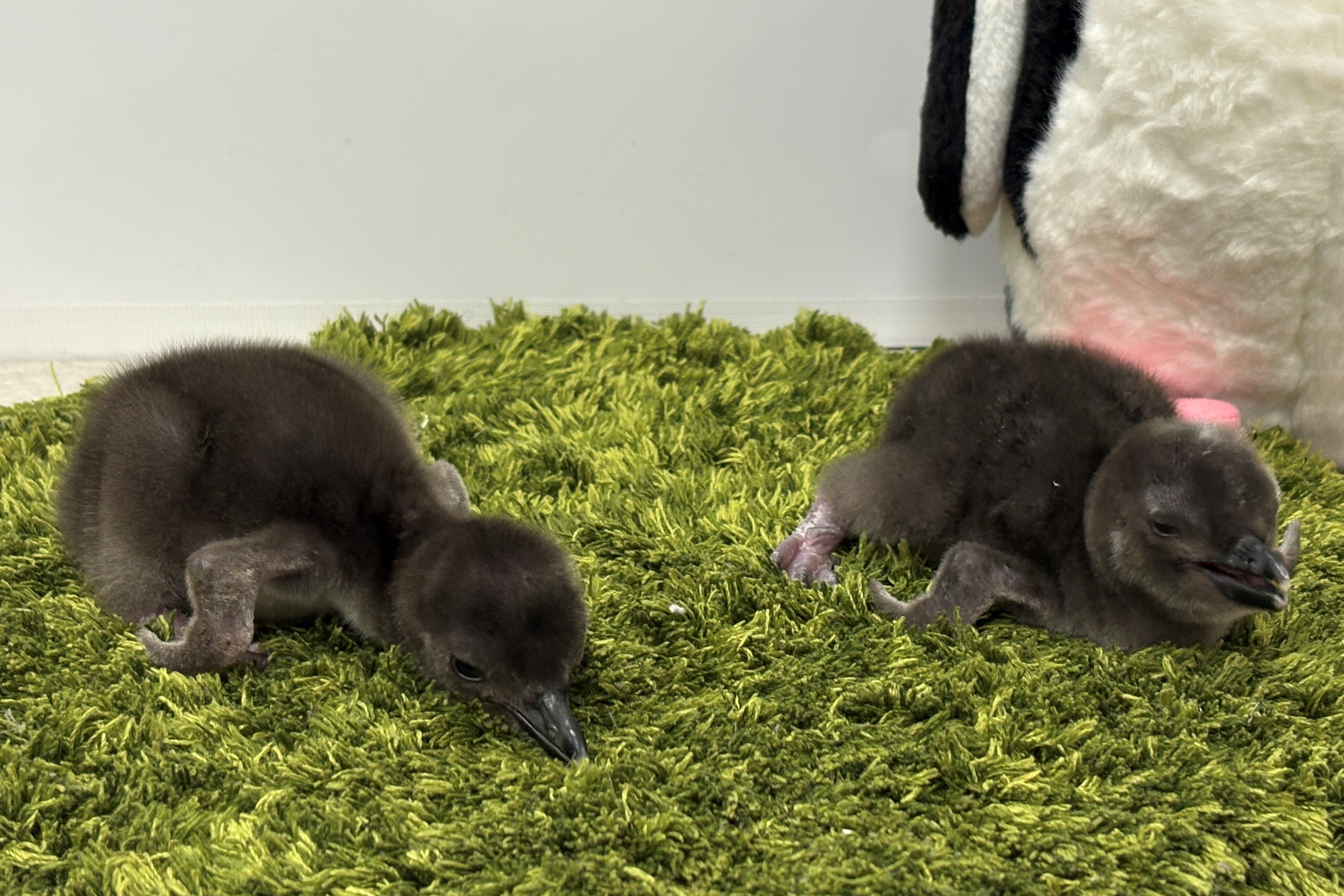 すみだ水族館】新たに2羽のきょうだいが仲間入り マゼランペンギンの