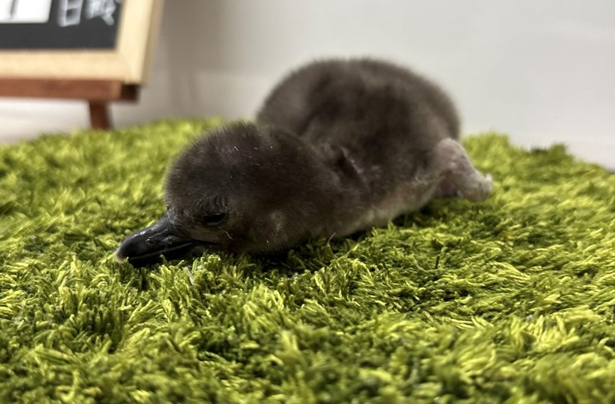 すみだ水族館】この春4羽目の誕生! マゼランペンギンの赤ちゃん