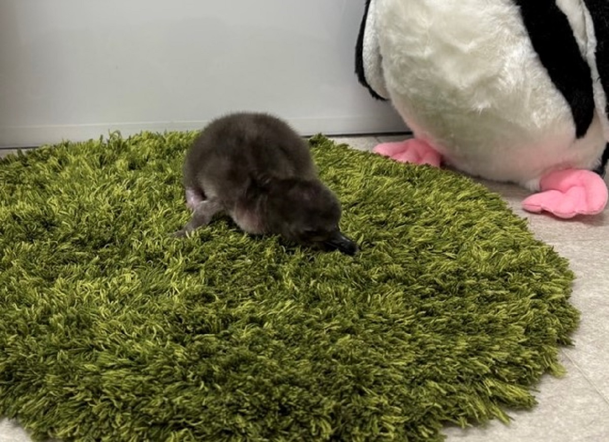 すみだ水族館】この春4羽目の誕生! マゼランペンギンの赤ちゃん