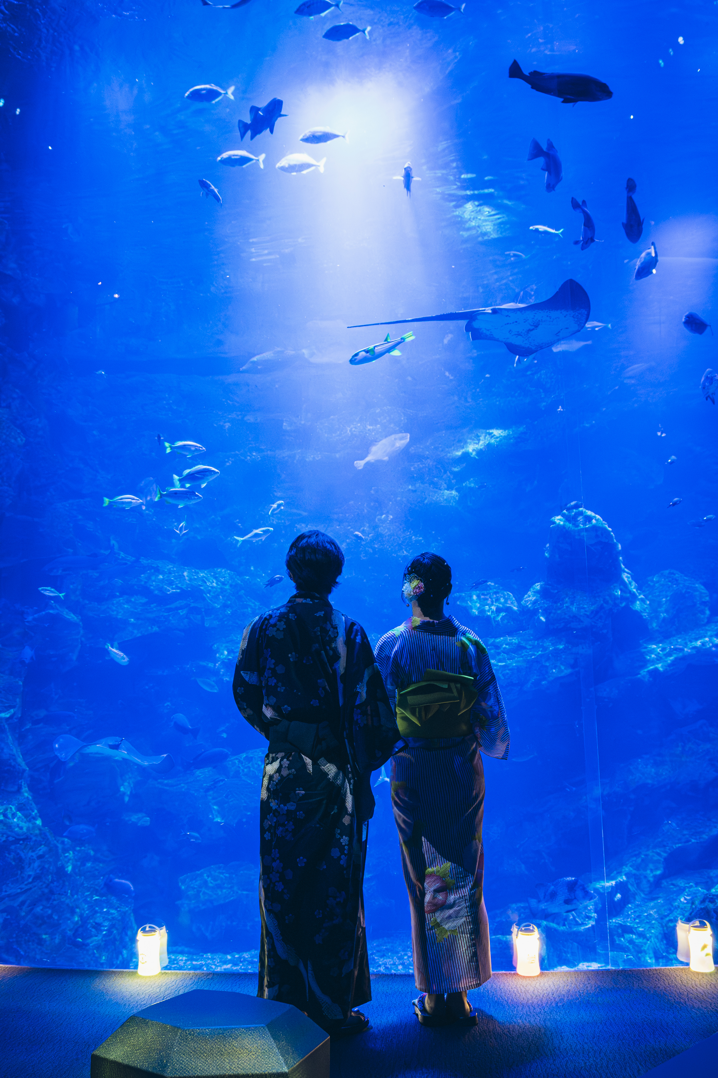 京都水族館】夏休みに先駆けて6日間限定のナイトタイム 「夜のすいぞく