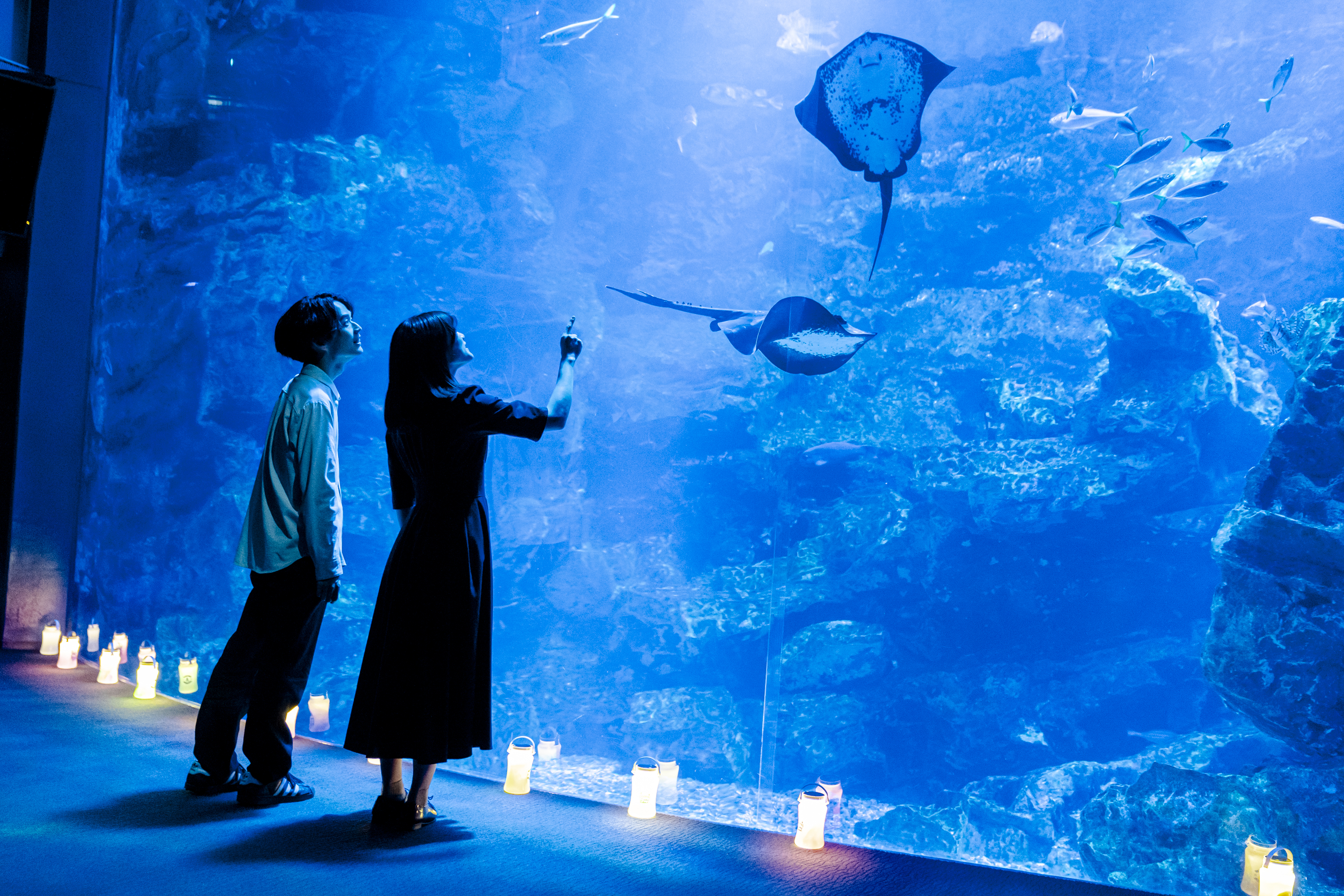 京都水族館】夏休みに先駆けて6日間限定のナイトタイム 「夜のすいぞく