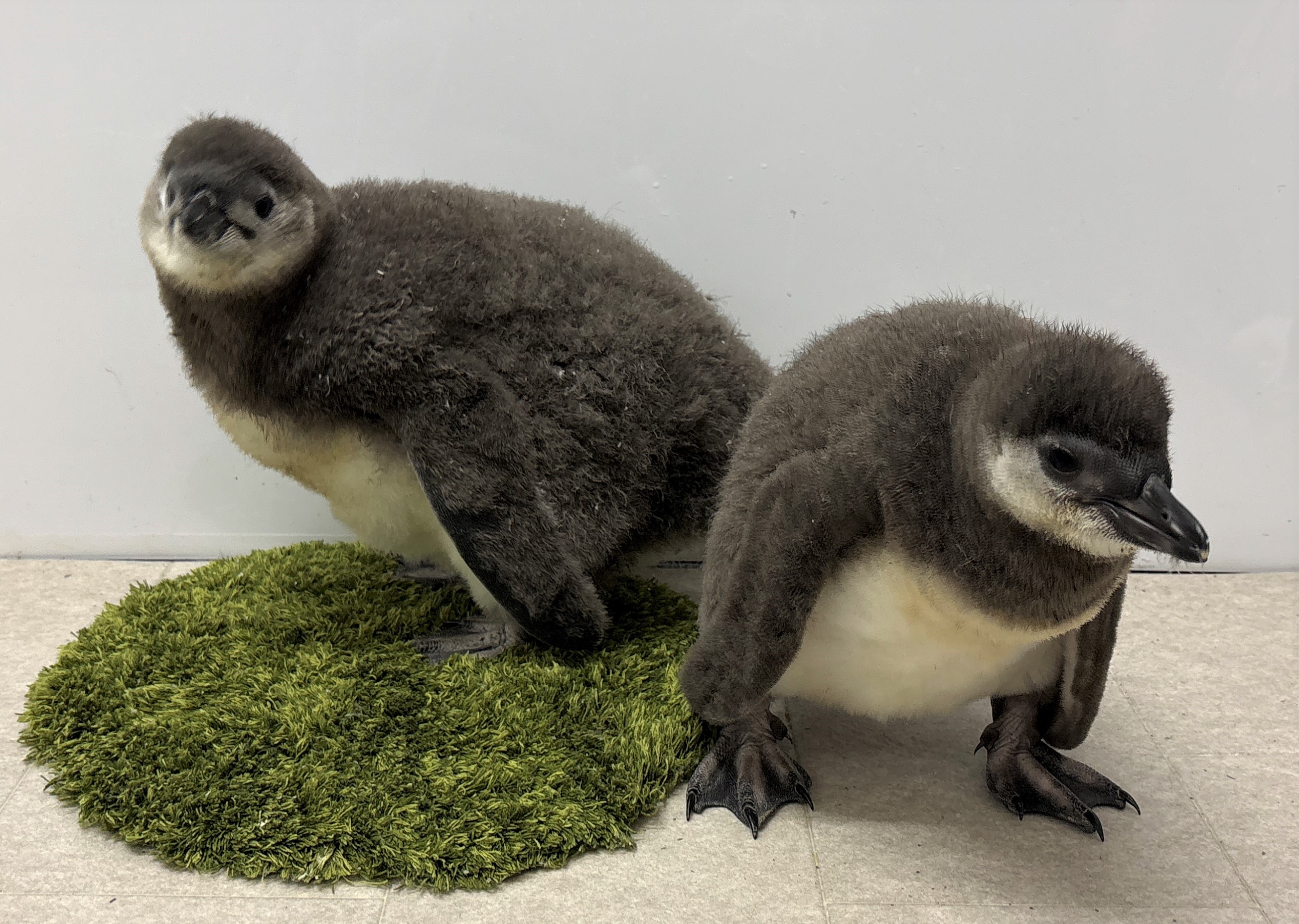 すみだ水族館】この春生まれたペンギンの赤ちゃん「じんべえ」と「きび