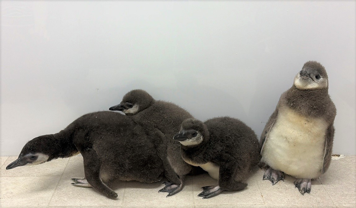 すみだ水族館】この春生まれたペンギンの赤ちゃん「じんべえ」と「きび