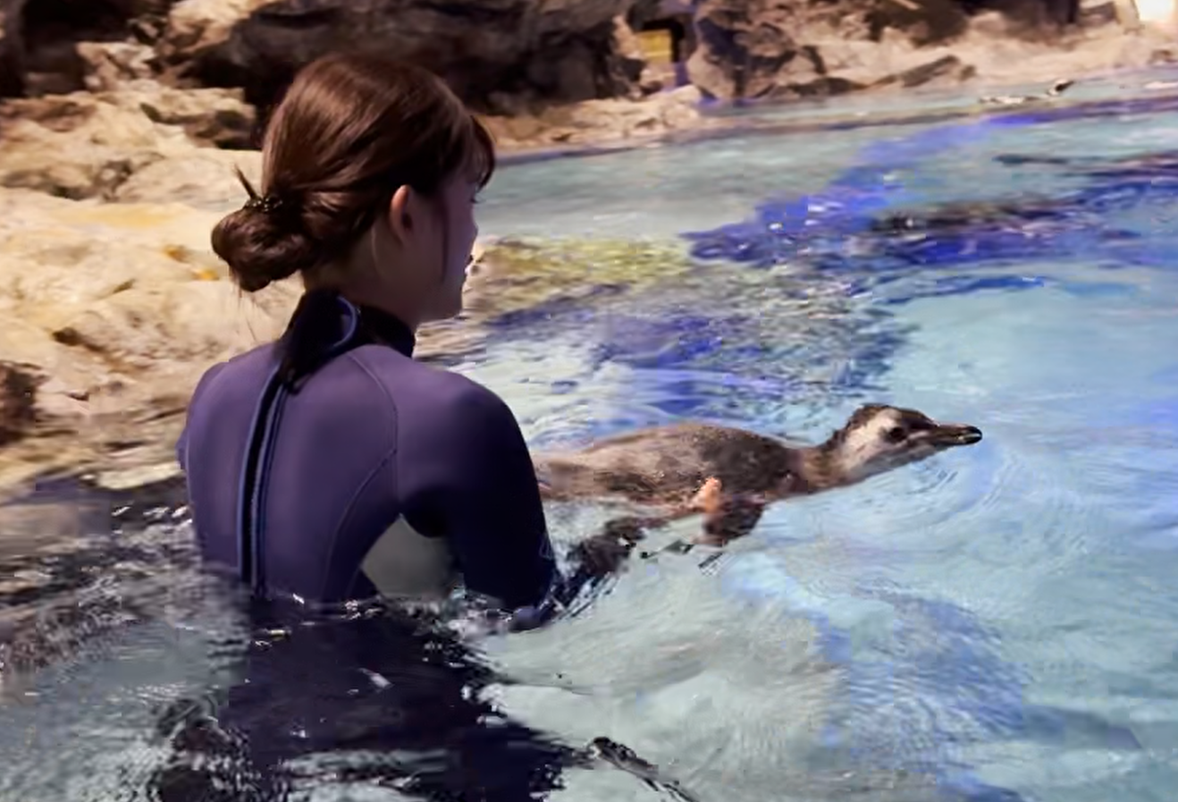 すみだ水族館】この春生まれたペンギンの赤ちゃん「じんべえ」と「きび