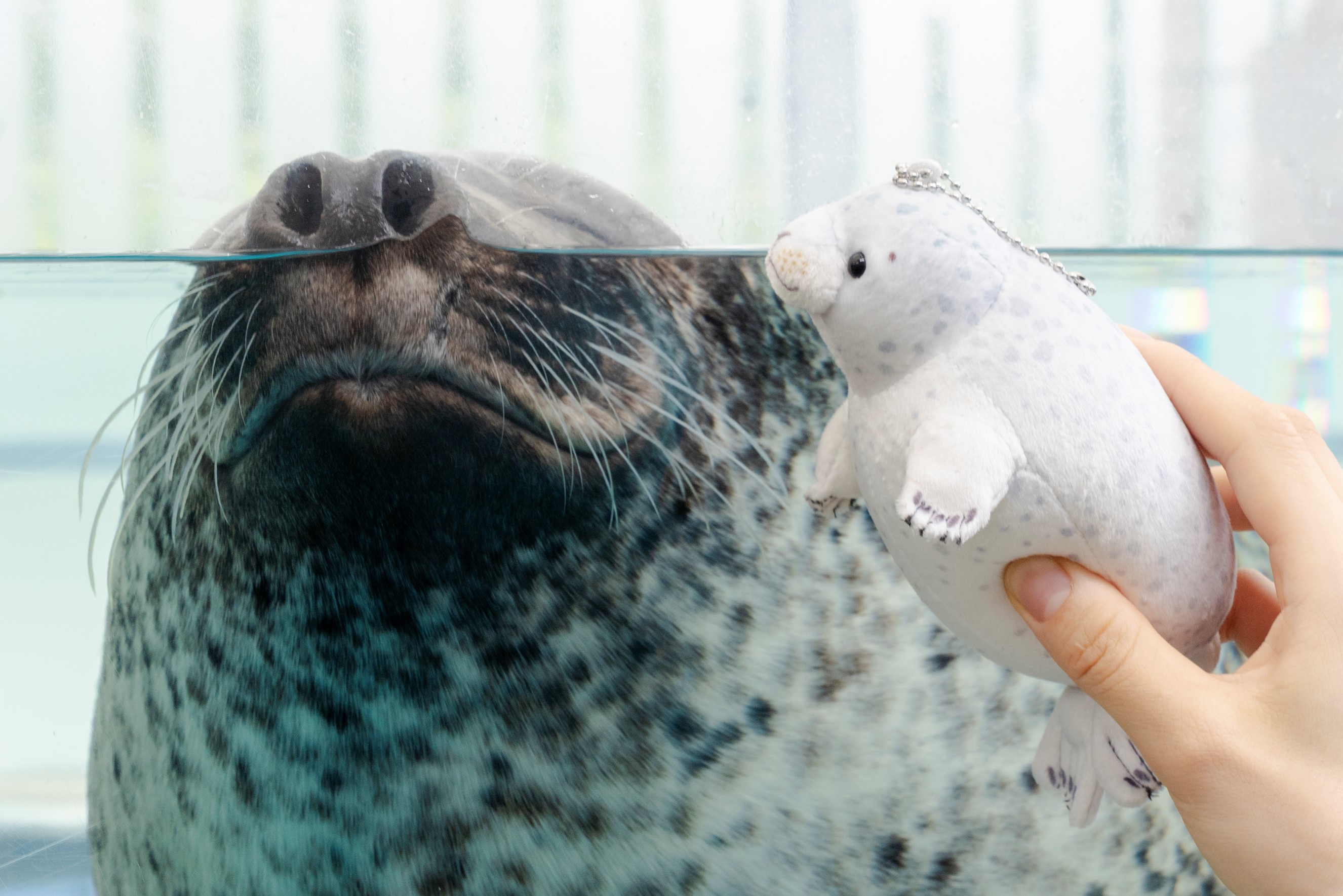京都水族館】京都の夏はアザラシ展示でひんやり涼む!? 「アザラシ