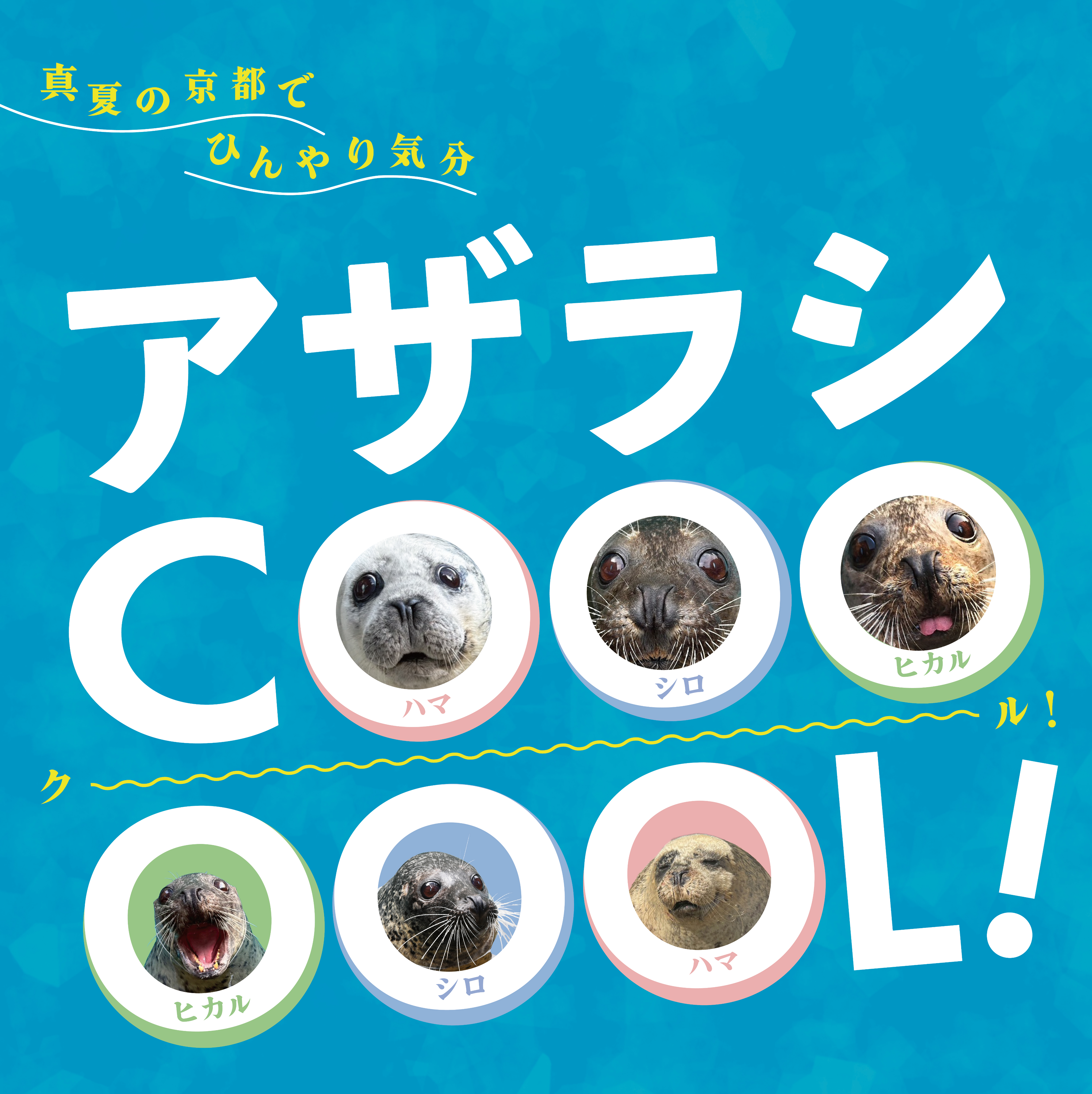 京都水族館】京都の夏はアザラシ展示でひんやり涼む!?「アザラシ