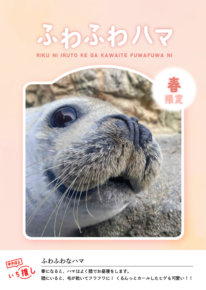 京都水族館】京都の夏はアザラシ展示でひんやり涼む!? 「アザラシ