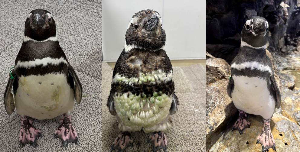 すみだ水族館】新しい羽に生え変わる「換羽」を迎えたペンギンたちに