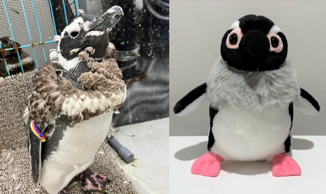 すみだ水族館】新しい羽に生え変わる「換羽」を迎えたペンギンたちに