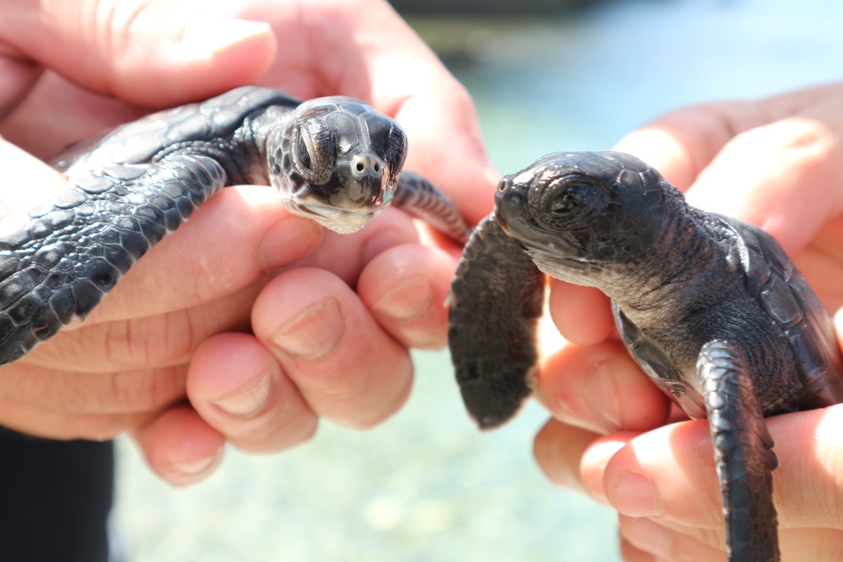 すみだ水族館】新たなアオウミガメの赤ちゃん2頭を9月19日より一般公開