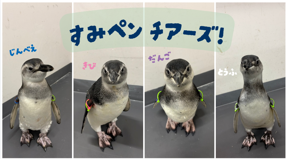 すみだ水族館】がんばれ、ペンギンのルーキーたち! 4羽に会える特別な2
