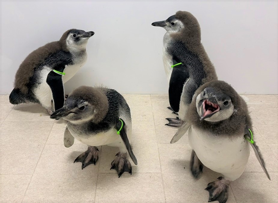 すみだ水族館】がんばれ、ペンギンのルーキーたち! 4羽に会える特別な2