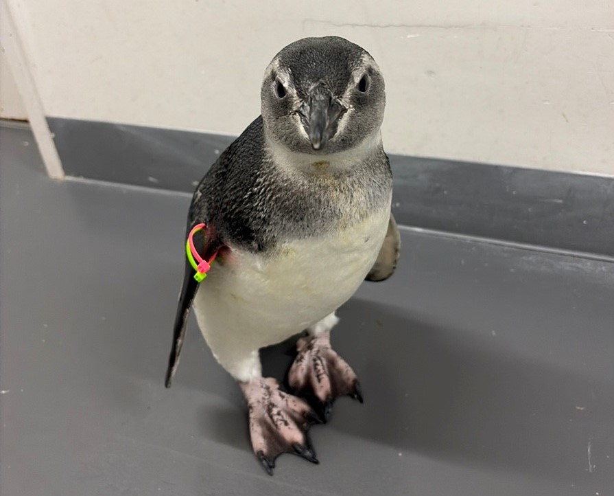 すみだ水族館】がんばれ、ペンギンのルーキーたち! 4羽に会える特別な2