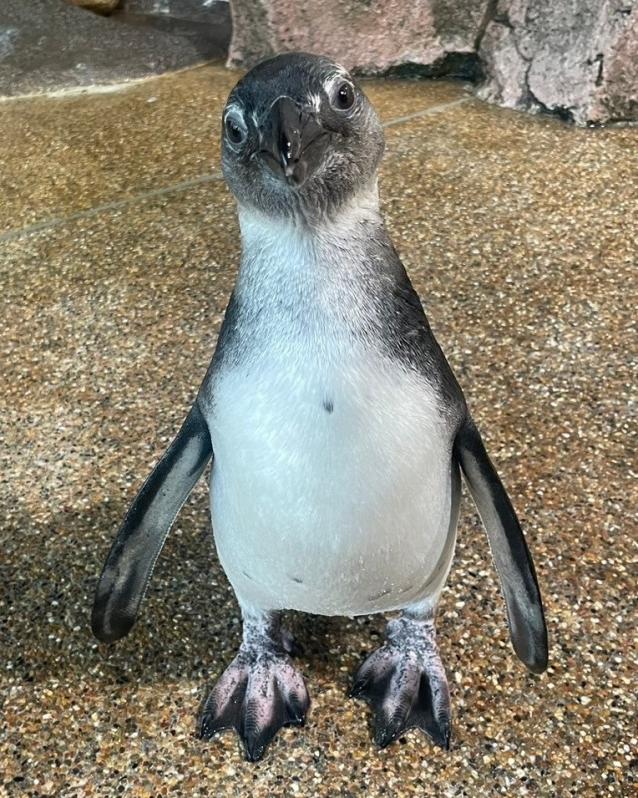 【京都水族館】末永く愛され、強くたくましく育つように思いを込めて
ケープペンギンの赤ちゃん「うしわか」と命名！