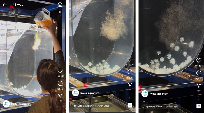 【京都水族館】クラゲがごはんを求めてまっしぐら！？
公式Instagram動画が1億回再生を突破！！