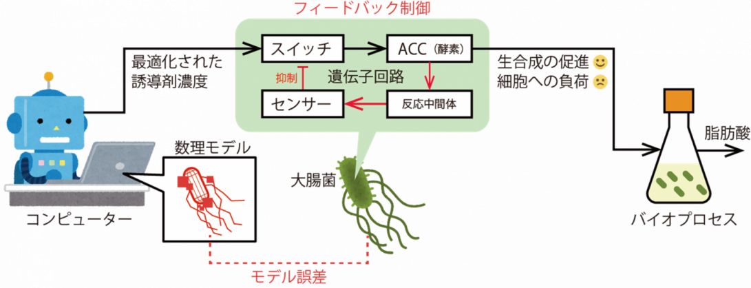 数理モデルの誤差を細胞内のセンサー分子を使って補正する、
コンピューターと細胞が協力するハイブリッドなバイオプロセス制御システムを開発