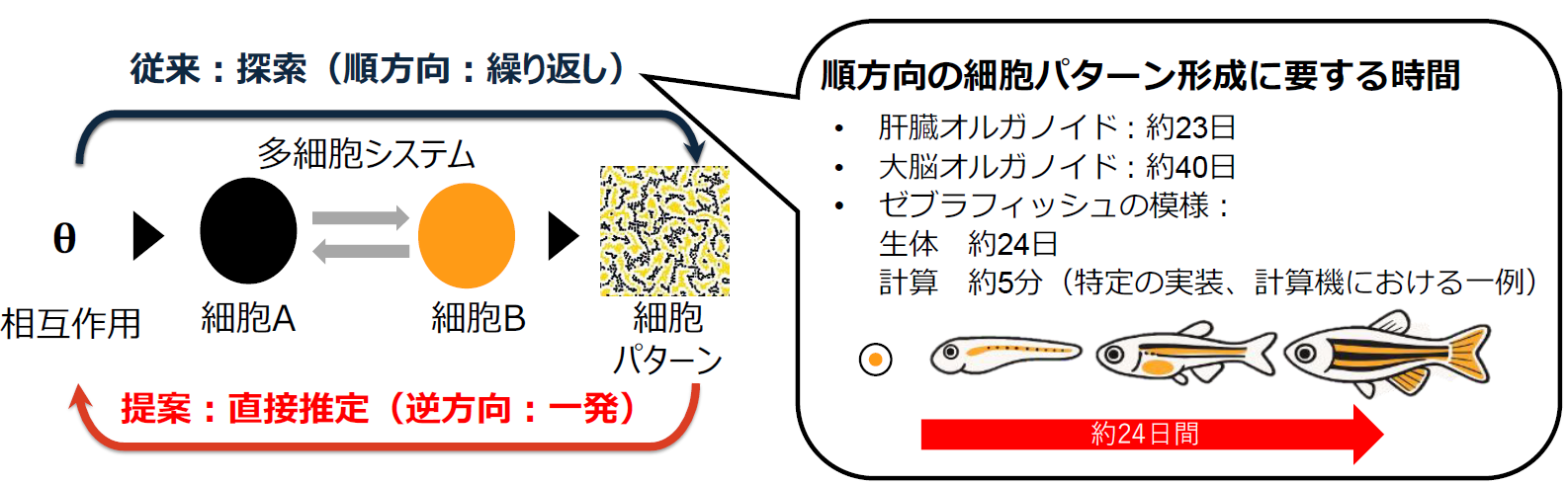 細胞を知る。エンドが変わる 細胞の並びから、組織のでき方を逆算する新技術 ～組織形成の仕組み