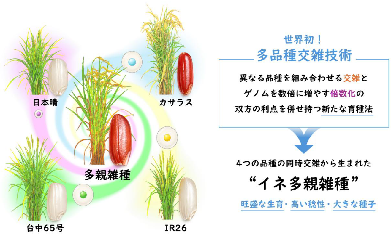 世界初、イネの4つの品種を同時に交雑する「多品種交雑技術」を確立 ~4つの品種を”いいとこどり”して、収量や機能性に優れる新品種の育成へ~