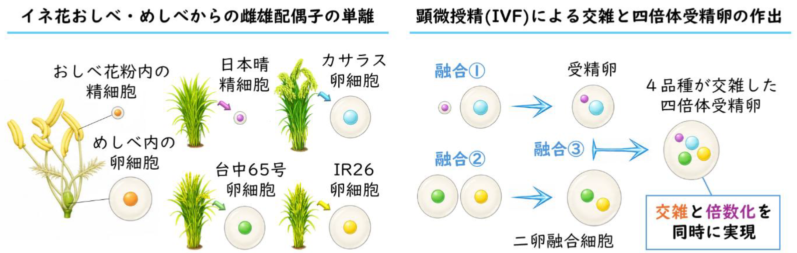 世界初、イネの4つの品種を同時に交雑する「多品種交雑技術」を確立