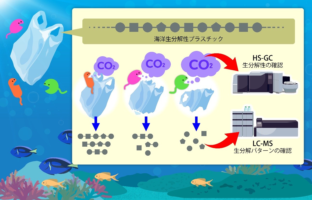 海洋の生態系と微生物 NITE 海洋生分解性プラスチックの微生物分解を見える化 | 河北新報