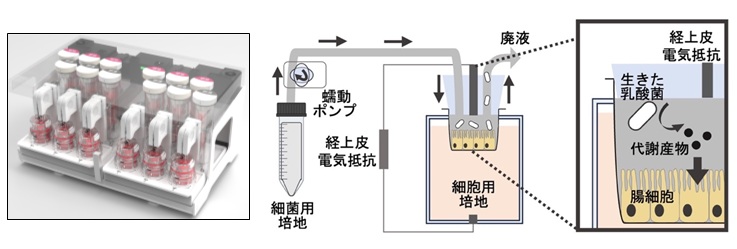 同じ乳酸菌でも、生存状態で働きが変わる。生きた乳酸菌と不活化乳酸菌