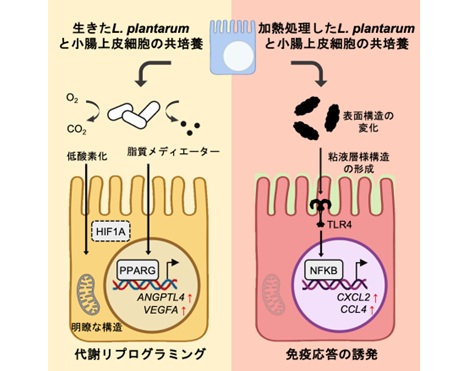 同じ乳酸菌でも、生存状態で働きが変わる。生きた乳酸菌と不活化乳酸菌